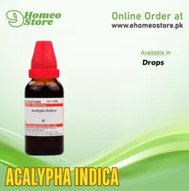 Acalypha Indica