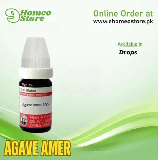 Agave Amer