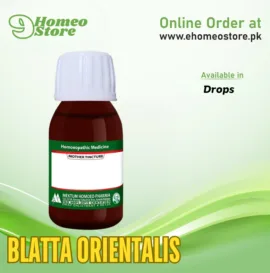 Blatta Orientalis