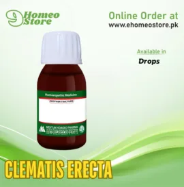 Clematis Erecta