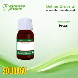 Solidago by Mektum